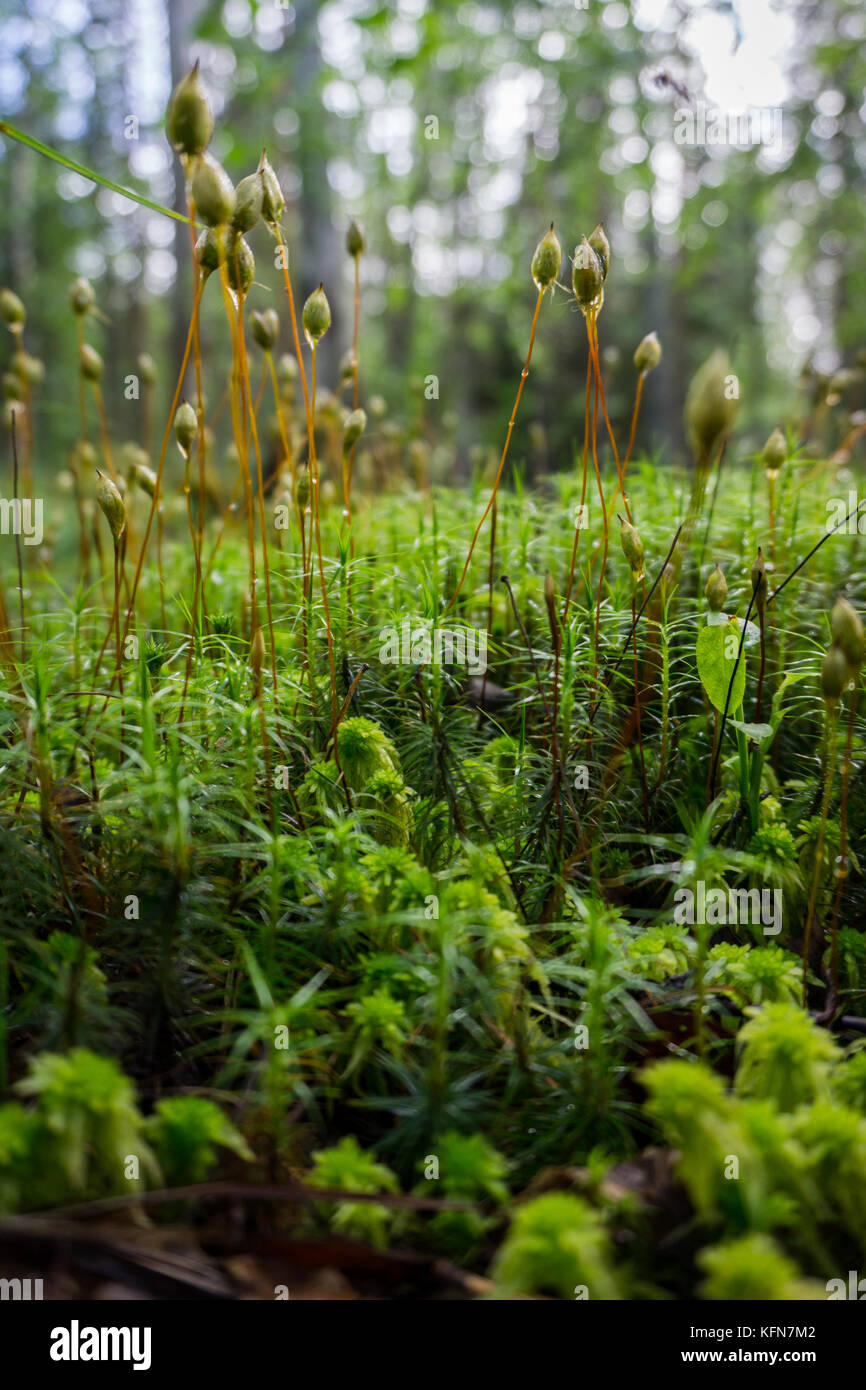 Forest moss dopo la pioggia Foto Stock