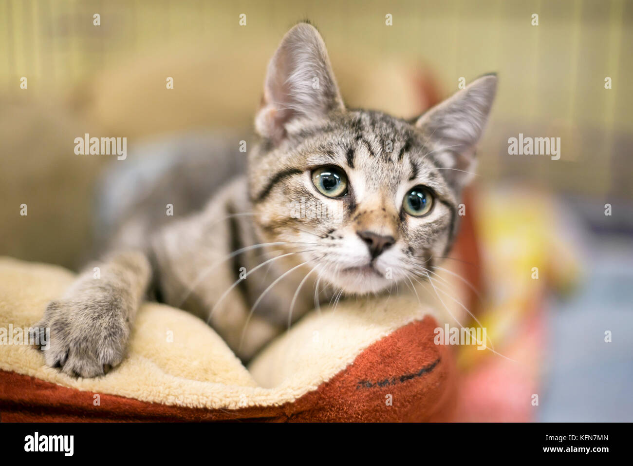 Un simpatico brown tabby kitten rilassante in un letto di cat Foto Stock
