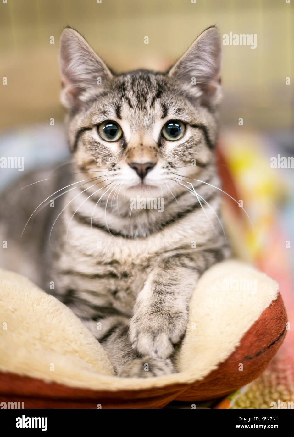 Un simpatico brown tabby kitten rilassante in un letto di cat Foto Stock