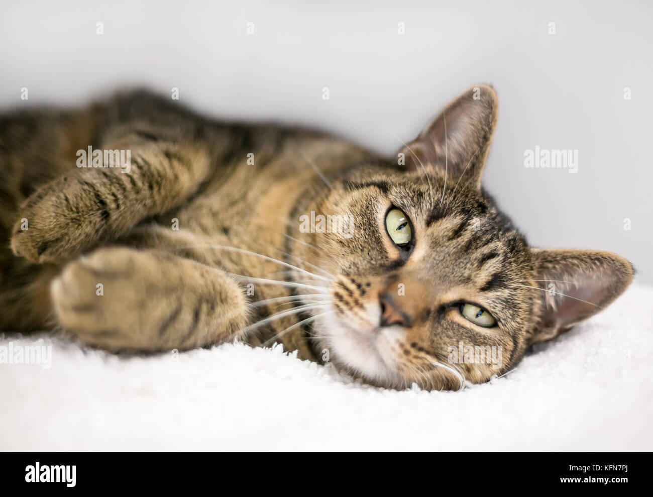 Un pigro shorthair domestico tabby cat relax su una coltre bianca Foto Stock