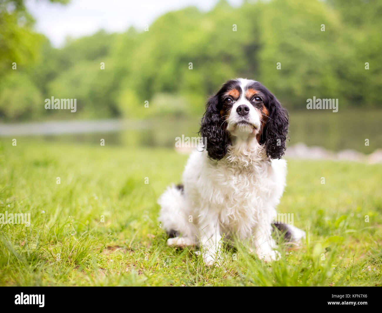 Un tricolore di razza Cavalier King Charles Spaniel cane seduto accanto a un lago Foto Stock