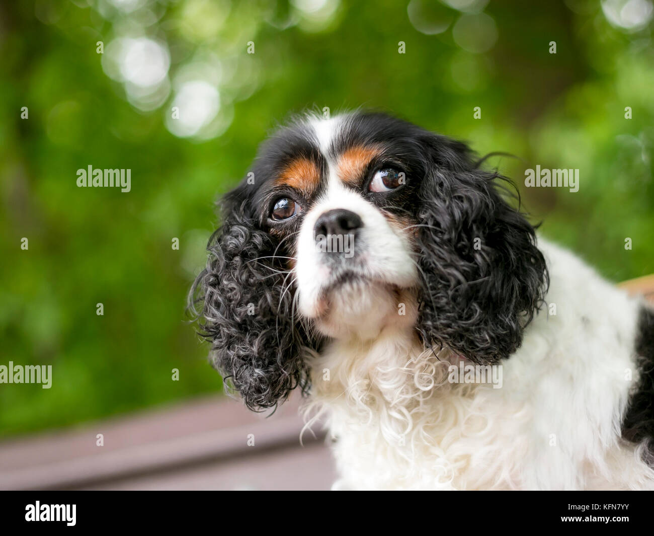 Un tricolore di razza Cavalier King Charles Spaniel cane seduto su una panchina nel parco Foto Stock