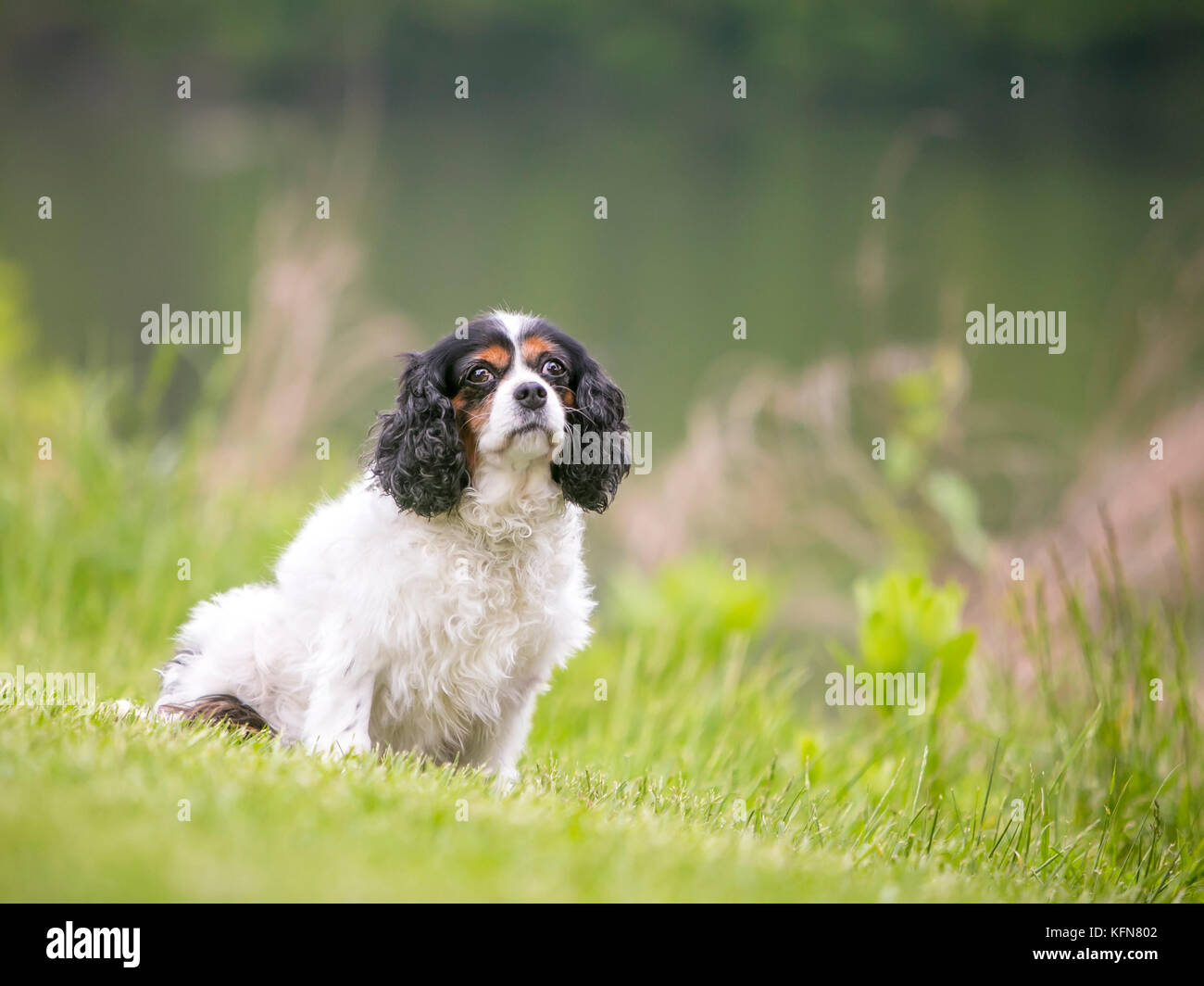 Un tricolore di razza Cavalier King Charles Spaniel cane seduto accanto a un lago Foto Stock