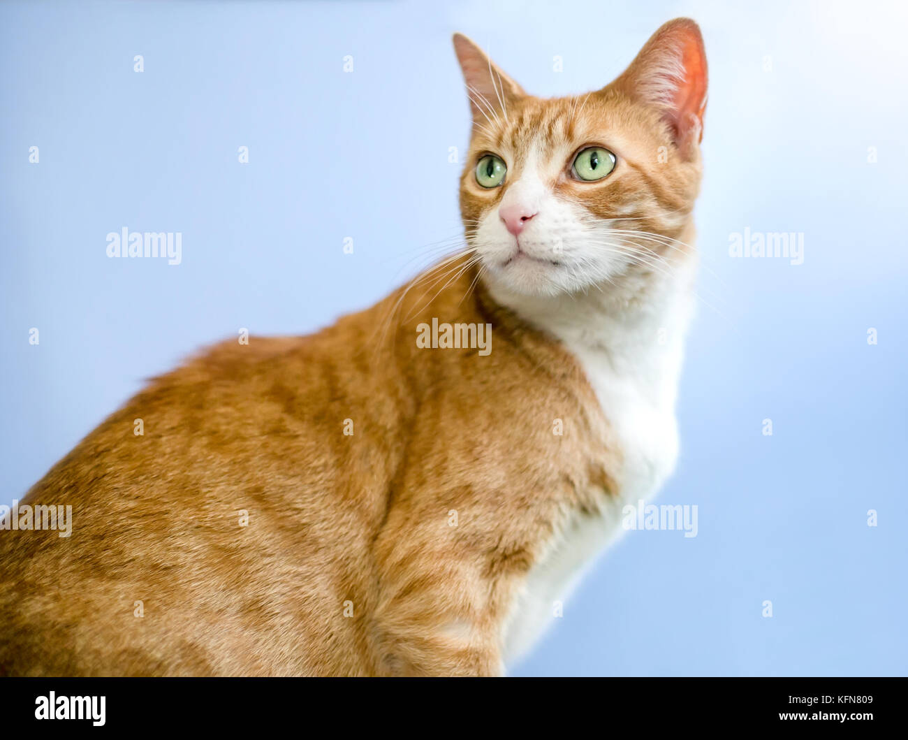Un orange tabby shorthair domestico gatto con gli occhi verdi su sfondo blu Foto Stock