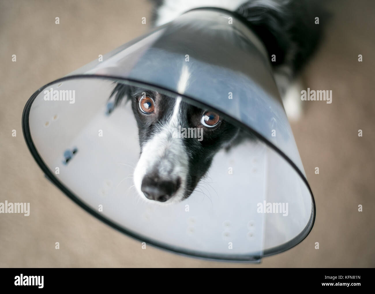 Un Border Collie cane indossare una protezione collare Elizabethan dopo intervento chirurgico Foto Stock