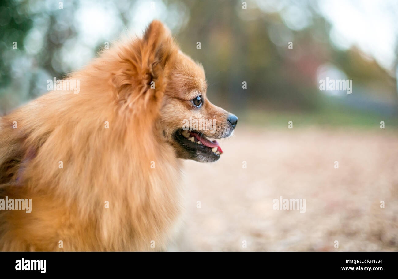 Profilo di un rosso cane Pomerania Foto Stock