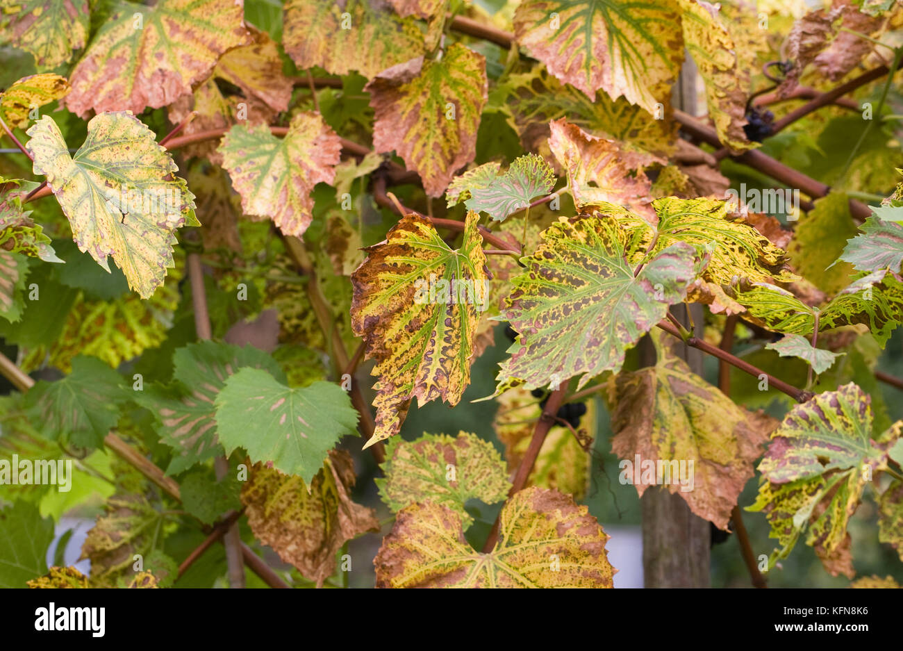 Vitis. decadendo foglie di vite in autunno. Foto Stock
