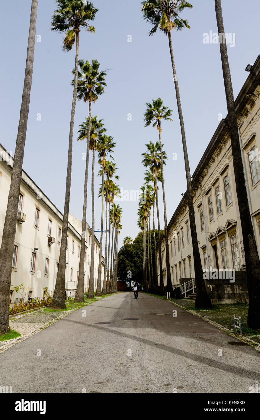 Palmeras en lisboa, Portogallo Foto Stock