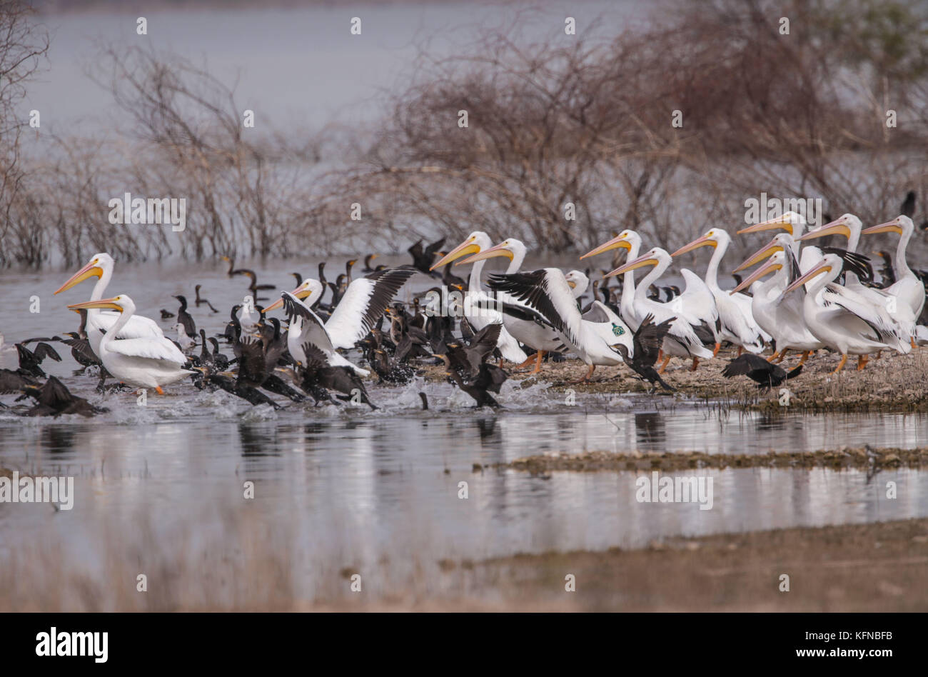 Volo di anatre e pelican bianco americano sulla diga di Abelardo L. Rodriguez a Hermosillo sonora 30Nov2015 (foto di Luis Gutierrez Norte) Vuelo de Patos y Pelicano blanco Americano sobre la presa Abelardo L. Rodriguez en Hermosillo sonora 30Nov2015 (foto di Luis Gutierrez Norte) Foto Stock