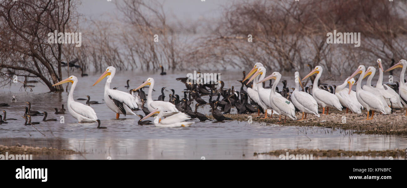 Volo di anatre e pelican bianco americano sulla diga di Abelardo L. Rodriguez a Hermosillo sonora 30Nov2015 (foto di Luis Gutierrez Norte) Vuelo de Patos y Pelicano blanco Americano sobre la presa Abelardo L. Rodriguez en Hermosillo sonora 30Nov2015 (foto di Luis Gutierrez Norte) Foto Stock