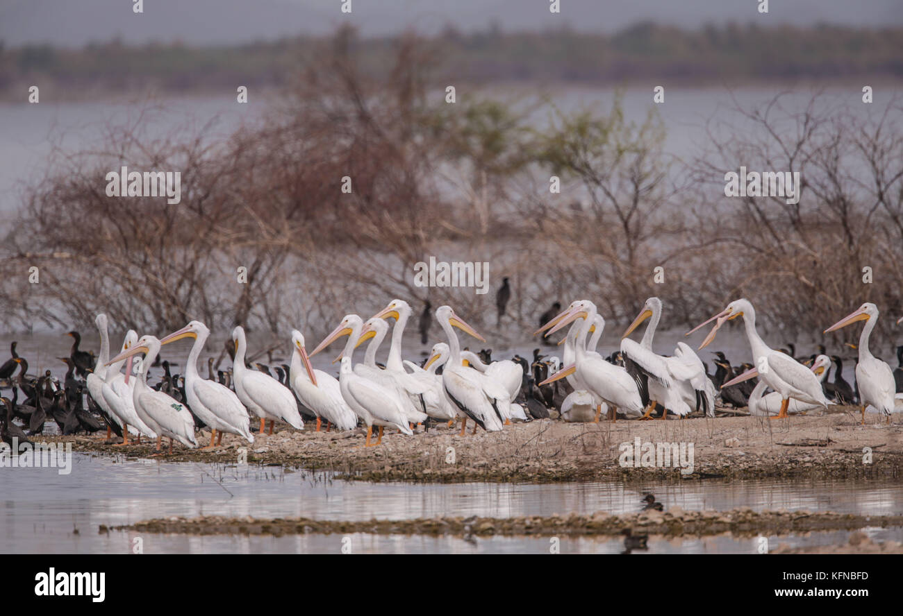 Volo di anatre e pelican bianco americano sulla diga di Abelardo L. Rodriguez a Hermosillo sonora 30Nov2015 (foto di Luis Gutierrez Norte) Vuelo de Patos y Pelicano blanco Americano sobre la presa Abelardo L. Rodriguez en Hermosillo sonora 30Nov2015 (foto di Luis Gutierrez Norte) Foto Stock