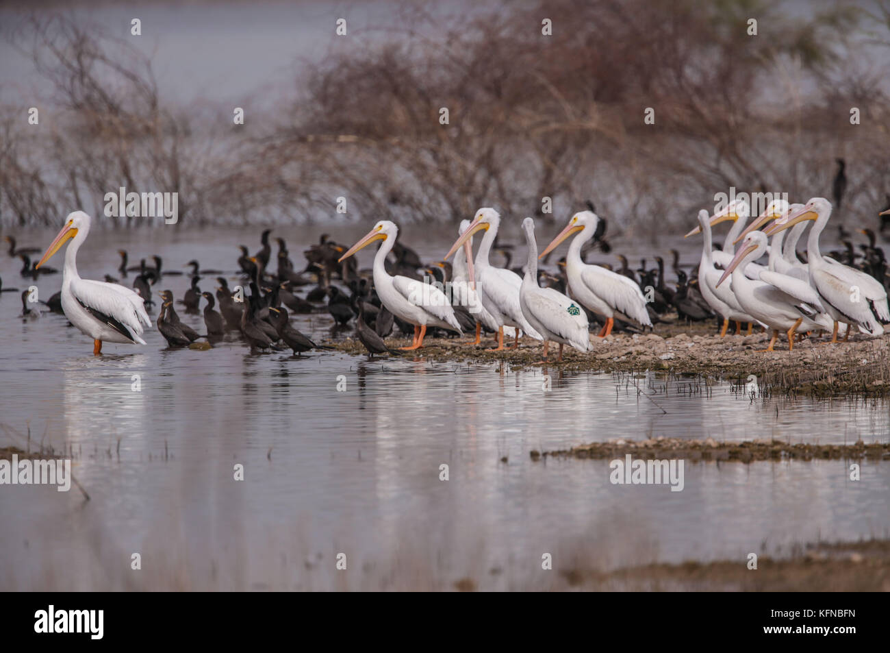 Volo di anatre e pelican bianco americano sulla diga di Abelardo L. Rodriguez a Hermosillo sonora 30Nov2015 (foto di Luis Gutierrez Norte) Vuelo de Patos y Pelicano blanco Americano sobre la presa Abelardo L. Rodriguez en Hermosillo sonora 30Nov2015 (foto di Luis Gutierrez Norte) Foto Stock