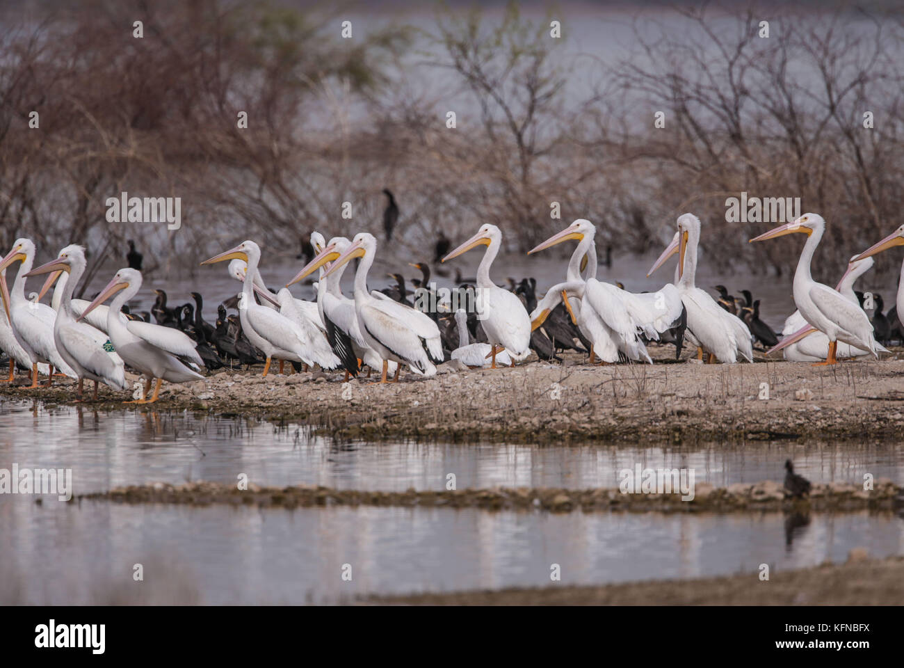 Volo di anatre e pelican bianco americano sulla diga di Abelardo L. Rodriguez a Hermosillo sonora 30Nov2015 (foto di Luis Gutierrez Norte) Vuelo de Patos y Pelicano blanco Americano sobre la presa Abelardo L. Rodriguez en Hermosillo sonora 30Nov2015 (foto di Luis Gutierrez Norte) Foto Stock