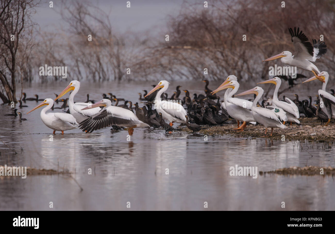 Volo di anatre e pelican bianco americano sulla diga di Abelardo L. Rodriguez a Hermosillo sonora 30Nov2015 (foto di Luis Gutierrez Norte) Vuelo de Patos y Pelicano blanco Americano sobre la presa Abelardo L. Rodriguez en Hermosillo sonora 30Nov2015 (foto di Luis Gutierrez Norte) Foto Stock
