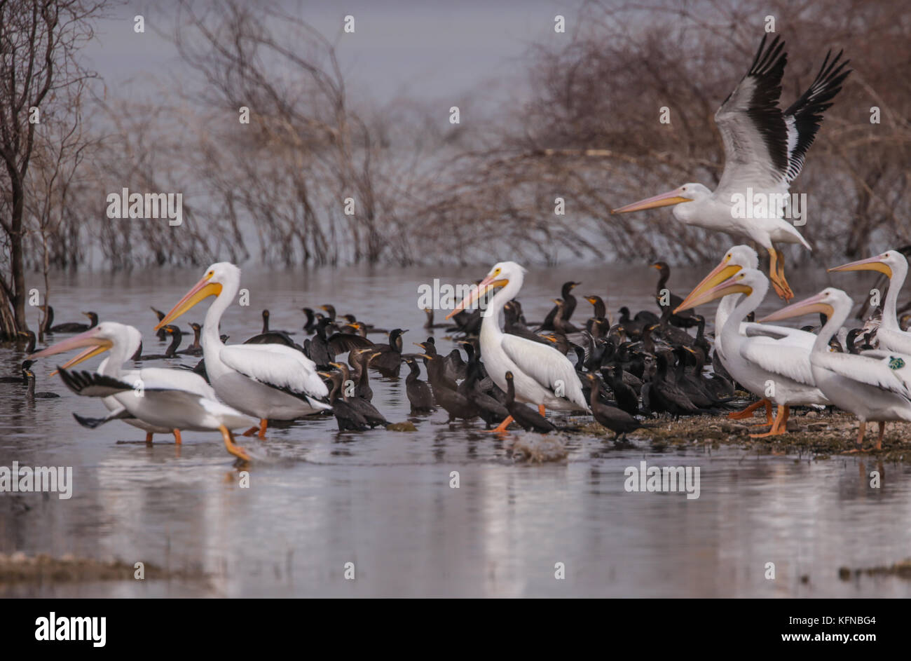 Volo di anatre e pelican bianco americano sulla diga di Abelardo L. Rodriguez a Hermosillo sonora 30Nov2015 (foto di Luis Gutierrez Norte) Vuelo de Patos y Pelicano blanco Americano sobre la presa Abelardo L. Rodriguez en Hermosillo sonora 30Nov2015 (foto di Luis Gutierrez Norte) Foto Stock