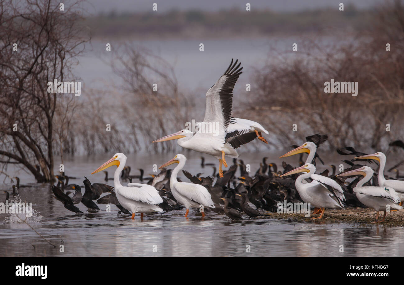 Volo di anatre e pelican bianco americano sulla diga di Abelardo L. Rodriguez a Hermosillo sonora 30Nov2015 (foto di Luis Gutierrez Norte) Vuelo de Patos y Pelicano blanco Americano sobre la presa Abelardo L. Rodriguez en Hermosillo sonora 30Nov2015 (foto di Luis Gutierrez Norte) Foto Stock