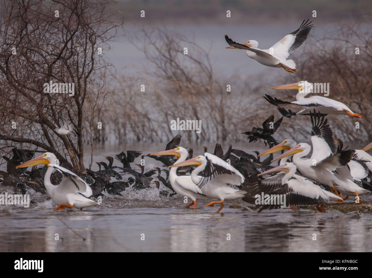 Volo di anatre e pelican bianco americano sulla diga di Abelardo L. Rodriguez a Hermosillo sonora 30Nov2015 (foto di Luis Gutierrez Norte) Vuelo de Patos y Pelicano blanco Americano sobre la presa Abelardo L. Rodriguez en Hermosillo sonora 30Nov2015 (foto di Luis Gutierrez Norte) Foto Stock