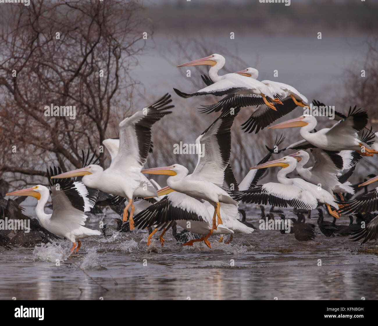 Volo di anatre e pelican bianco americano sulla diga di Abelardo L. Rodriguez a Hermosillo sonora 30Nov2015 (foto di Luis Gutierrez Norte) Vuelo de Patos y Pelicano blanco Americano sobre la presa Abelardo L. Rodriguez en Hermosillo sonora 30Nov2015 (foto di Luis Gutierrez Norte) Foto Stock