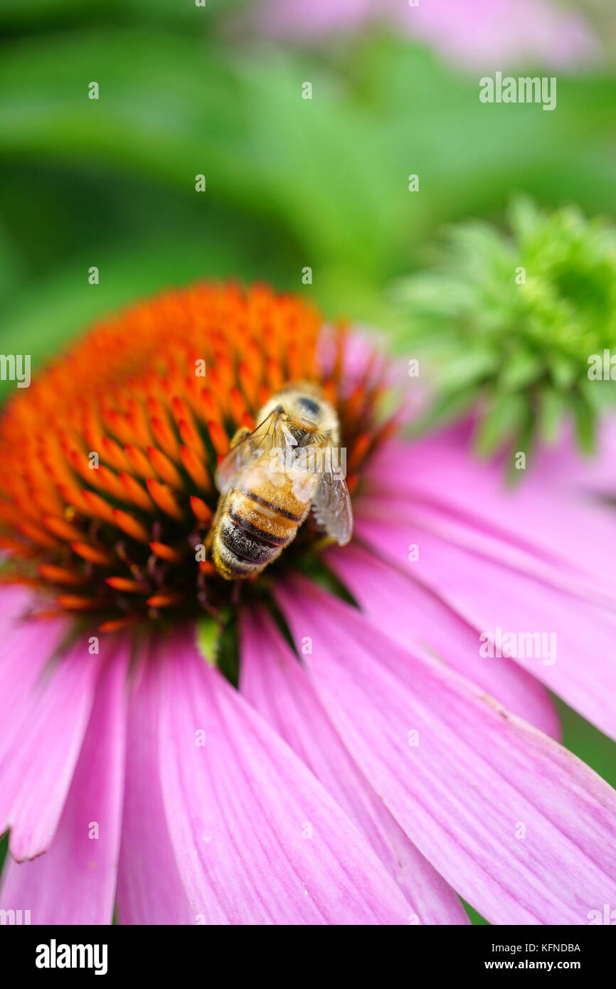 Ape rosa impollinatori black eyed susan (rudbeckia fulgida), un perenne Foto Stock