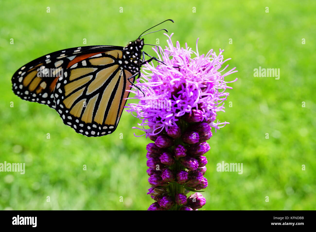 Farfalla monarca impollinatori blazing star (gayfeather) fiore Foto Stock