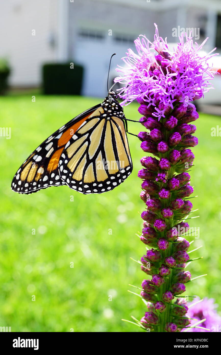 Farfalla monarca impollinatori blazing star (gayfeather) fiore Foto Stock