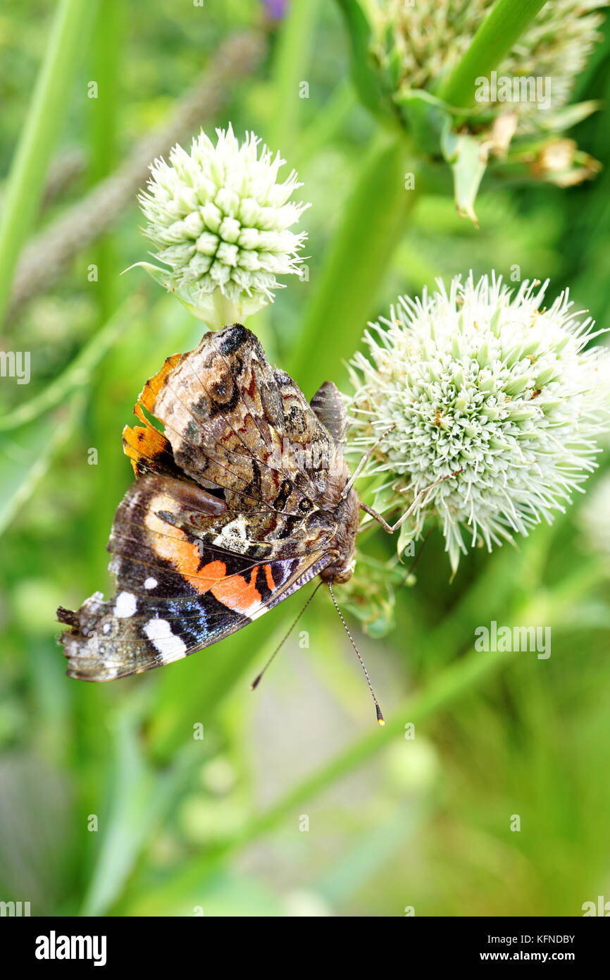 Butterfly fiore impollinatori Foto Stock