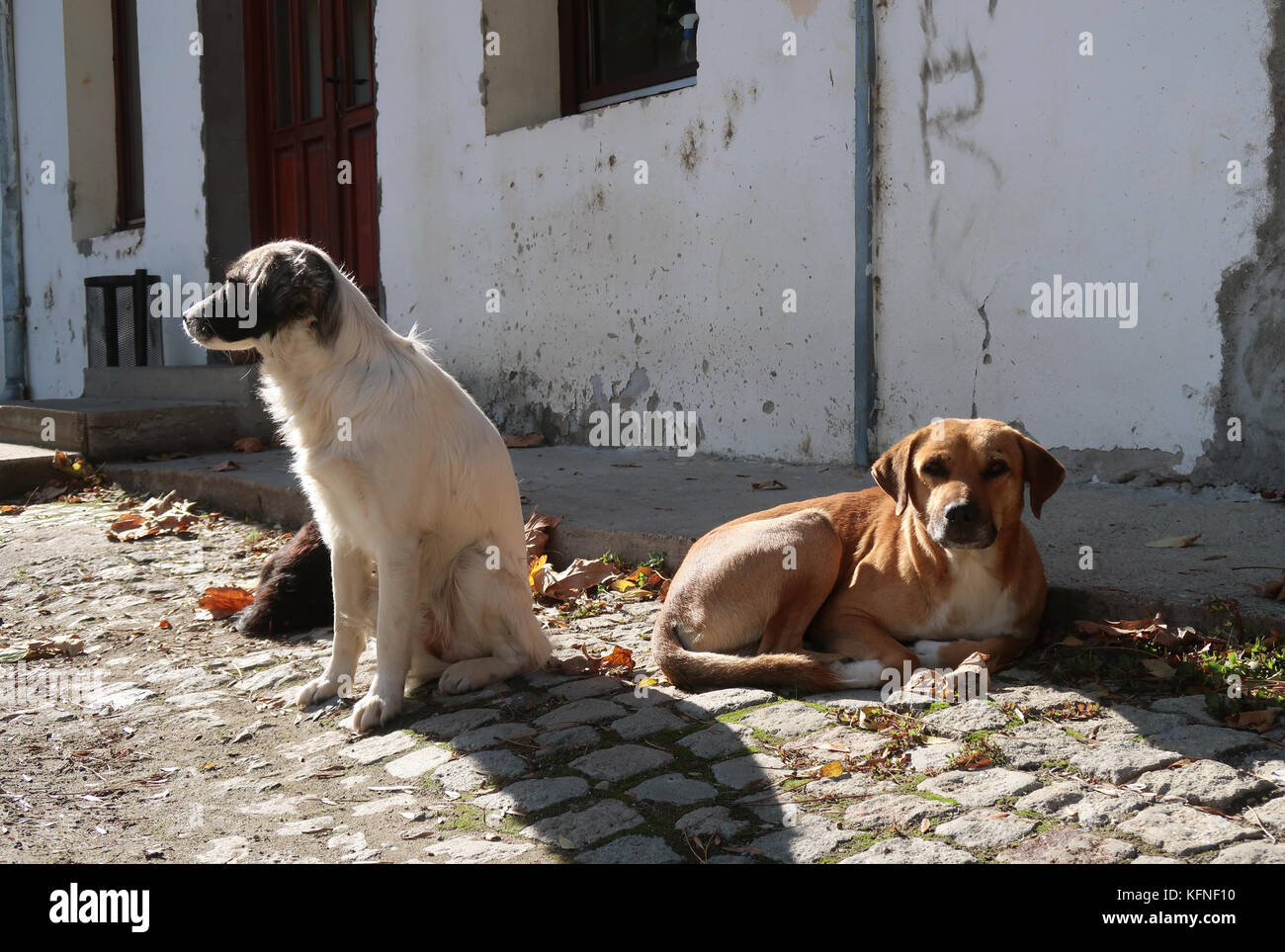 Due cani randagi Foto Stock