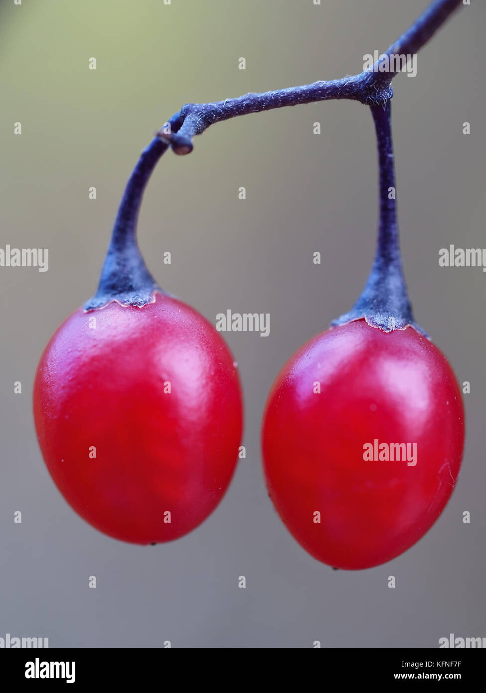 Bittersweet nightshade bacche (Solanum dulcamara) cresce in una foresta nella parte occidentale dello stato di New York, Stati Uniti d'America Foto Stock