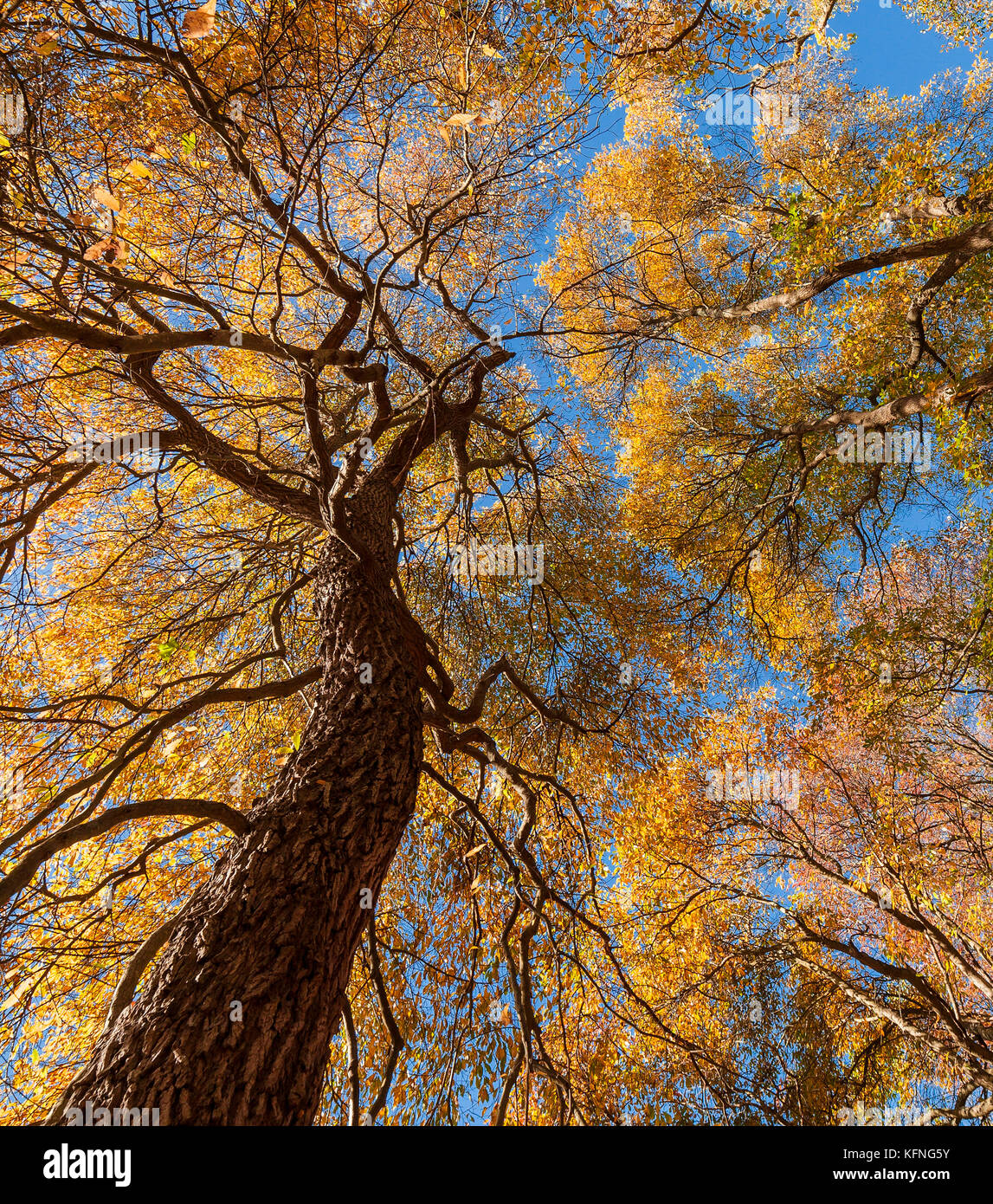 Gli alberi d'autunno. Foto Stock