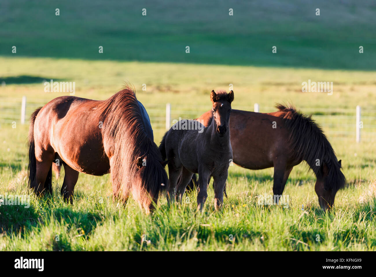 Famiglia di cavalli islandesi Foto Stock