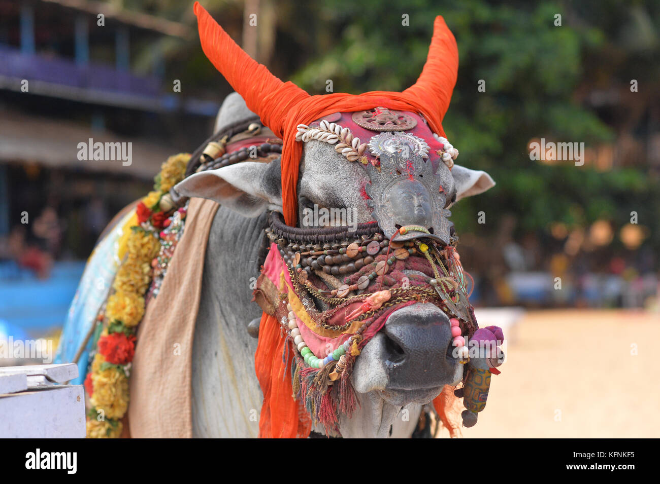 Bull in tradizionali accessori indiano Foto Stock