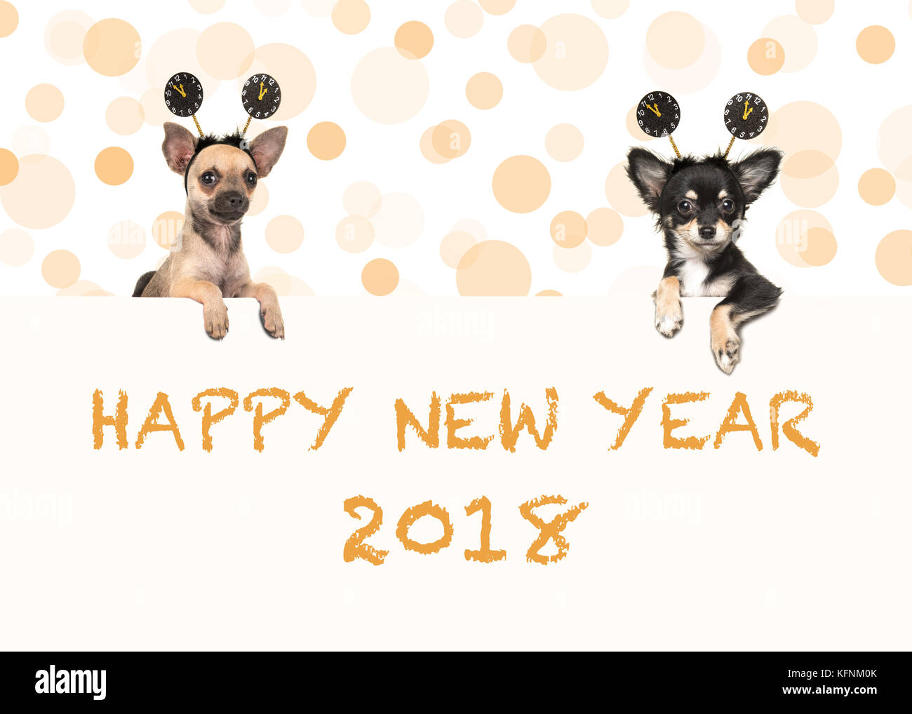 Due chihuahua cani con felice anno nuovo 2018 auguri entrambi indossando un nuovo anno di decorazione Foto Stock