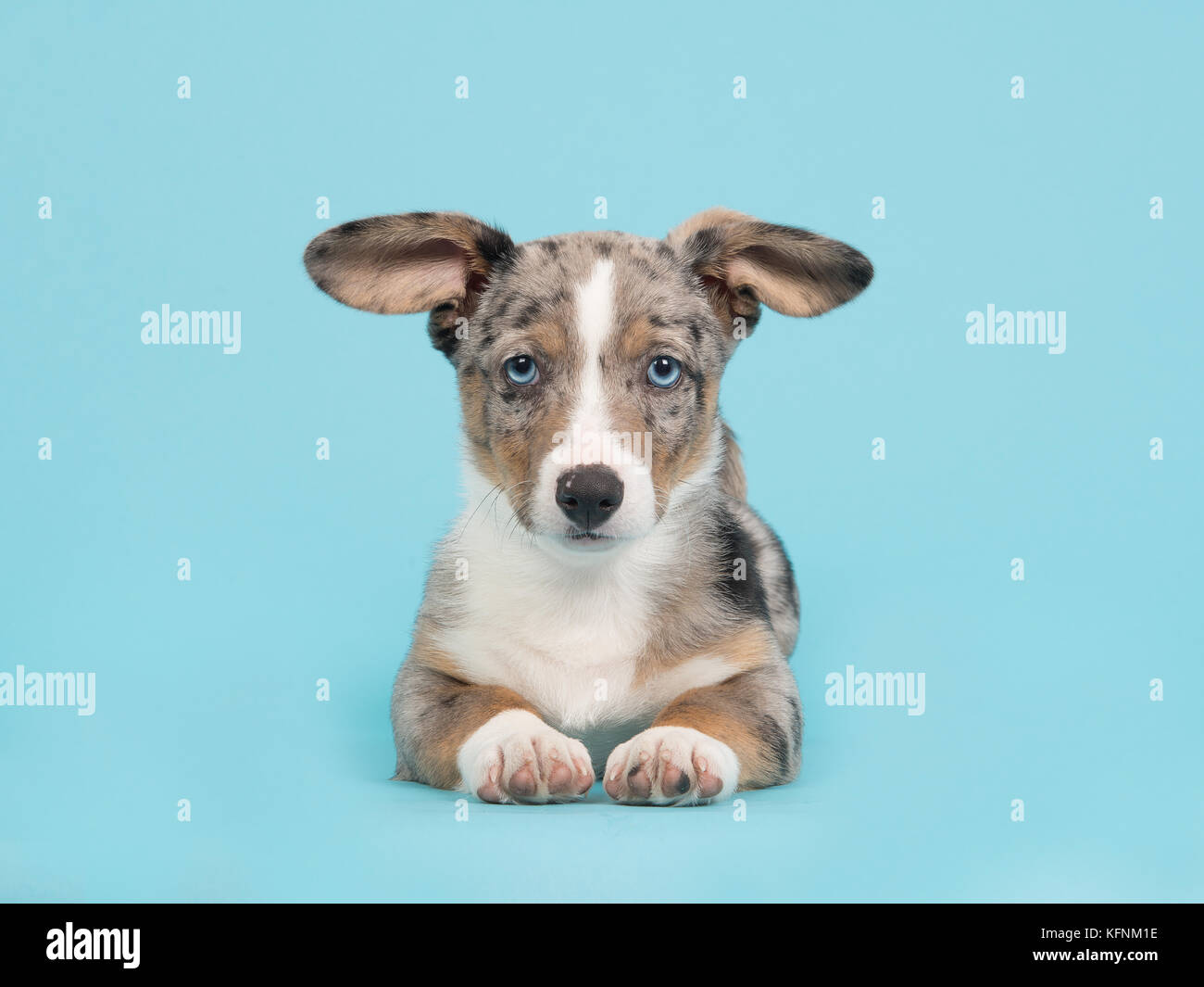 Carino blue merle welsh corgi puppy con gli occhi blu e le orecchie pendenti disteso di fronte alla macchina fotografica visto dalla parte anteriore su sfondo blu Foto Stock