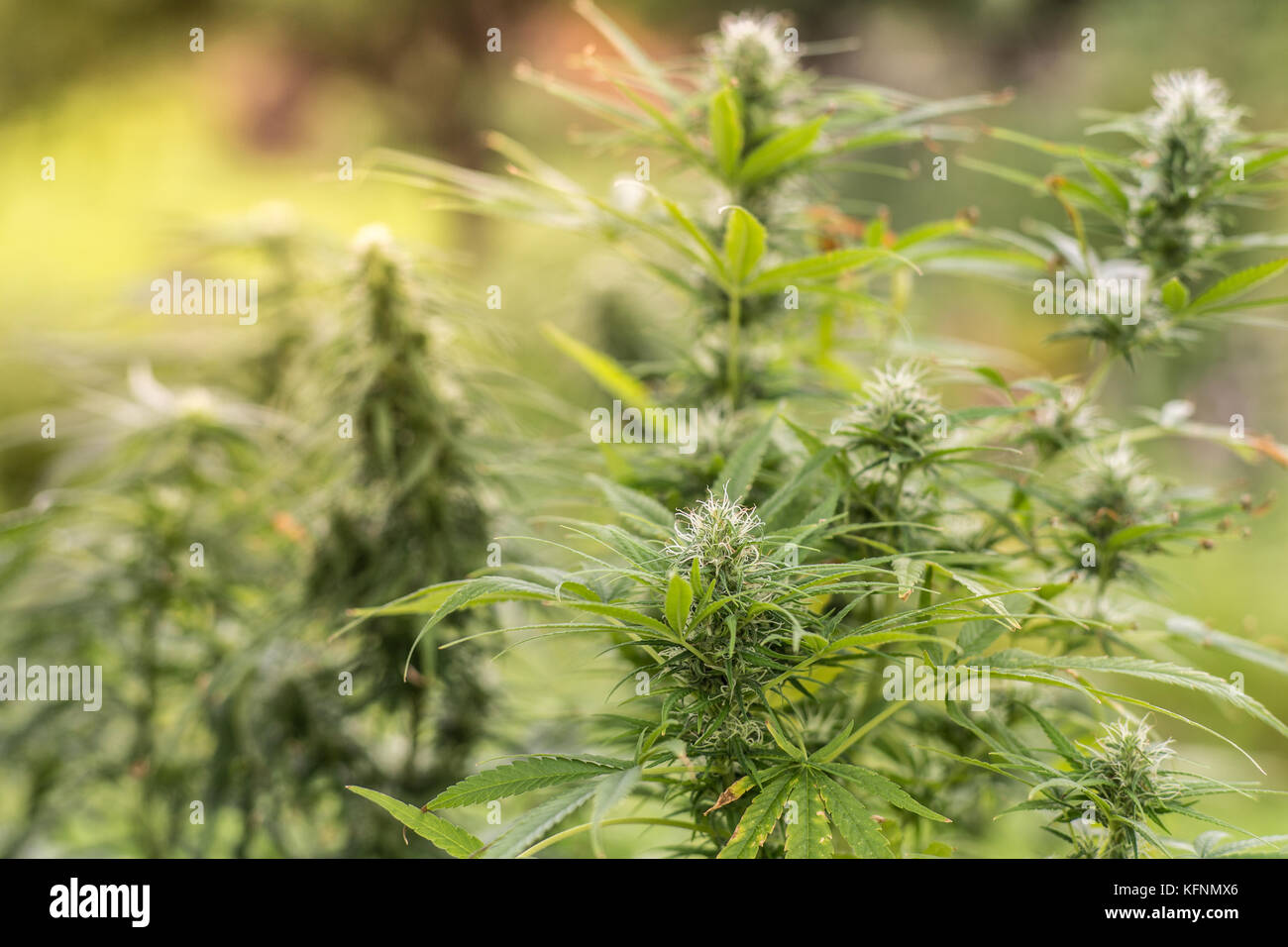 Medicinali marijuana impianto in un giardino Foto Stock