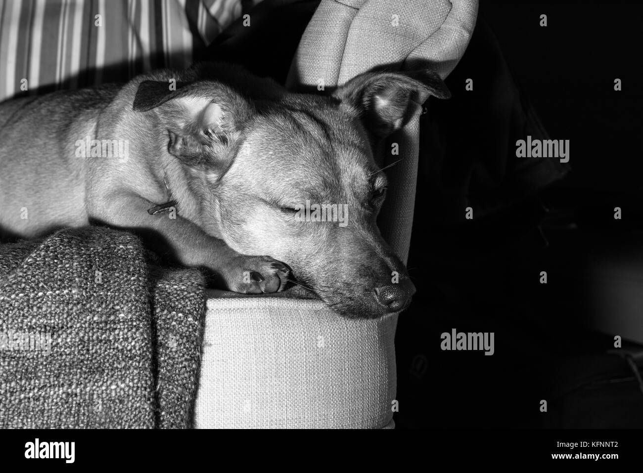Cucciolo sveglio Foto Stock