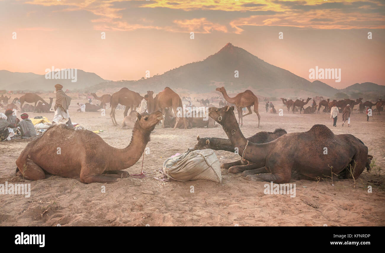 I cammelli di consumare la colazione in alba morbida luce in pushkar camel fair in Rajasthan, India del nord. Foto Stock