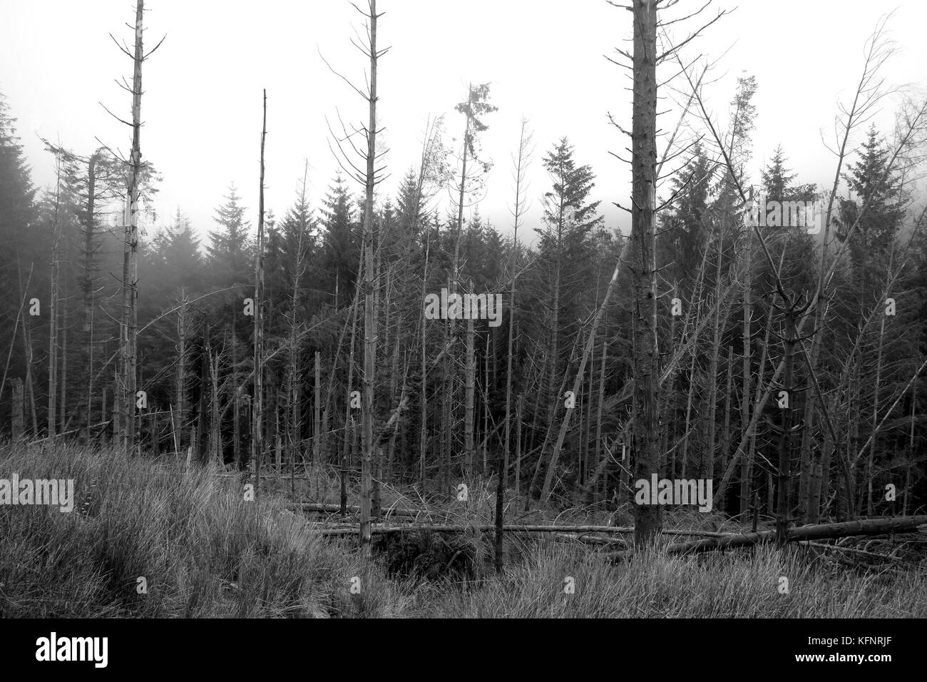 Ottobre 2017 - Vecchia foresta in Galles, vicino alla città di Bala, mostrando danni agli alberi causati dal vento e tempeste nel corso delle ultime settimane queste sono grandi texture Foto Stock