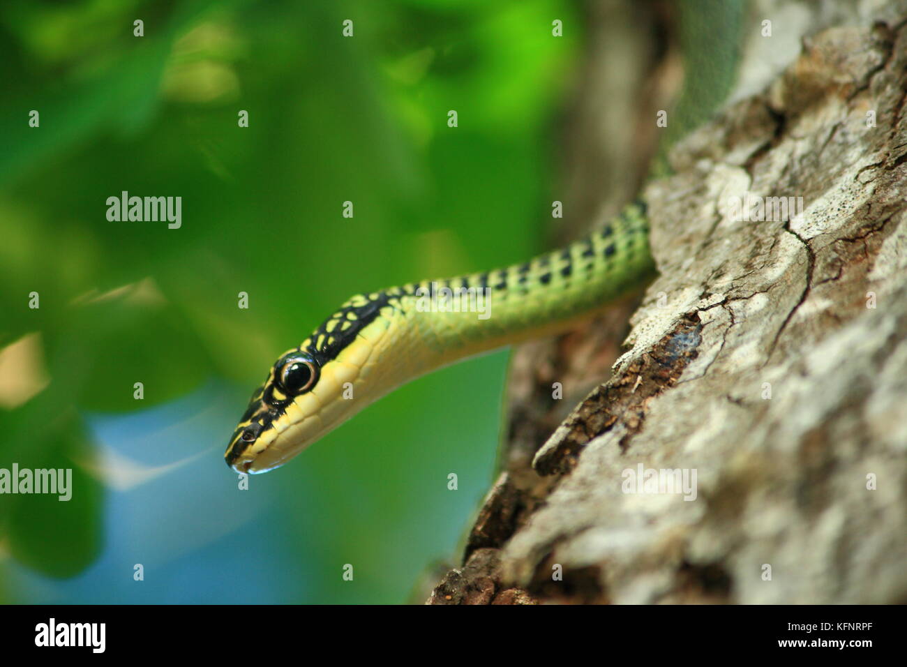 Golden Tree snake su un albero in una foresta Foto Stock
