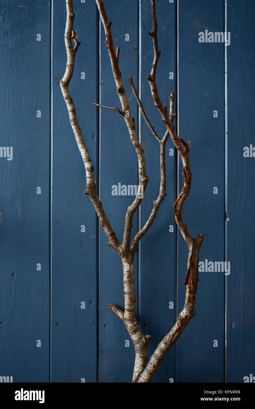 Birken Ast vor blauer Holzwand Foto Stock