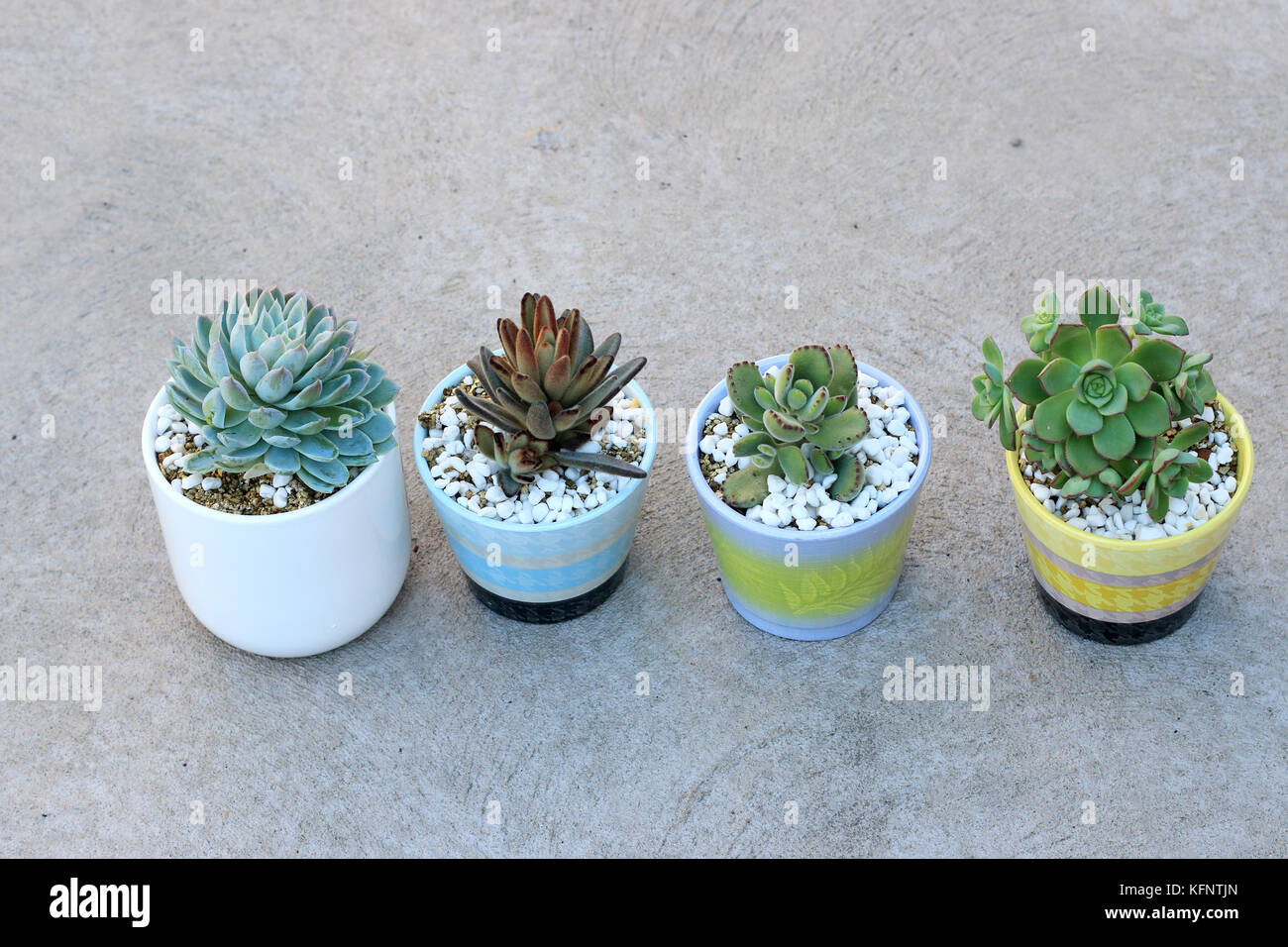 Varietà di piante succulente che crescono in una pentola Foto Stock