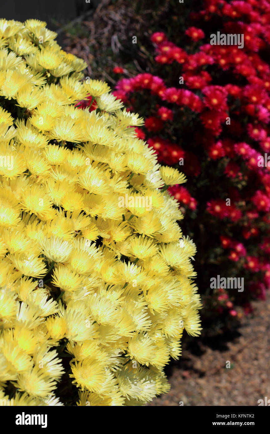 Rosso e giallo faccia di maiale fiori o mesembryanthemum, impianto di ghiaccio fiori, livingstone margherite in piena fioritura Foto Stock