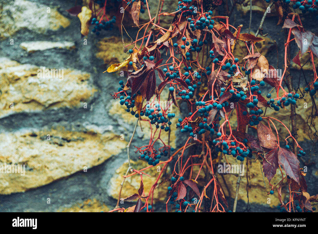 Ivy berry in autunno il giorno Foto Stock