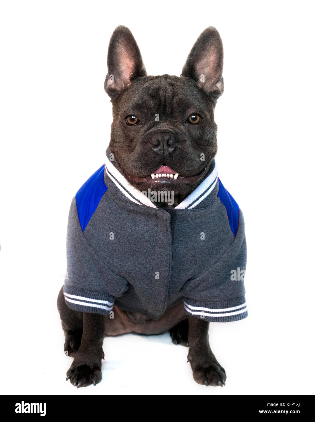 Tipo di mascotte ritratto, corpo pieno di un azzurro bulldog francese vestito in un college di alta scuola di sport marcia, su un bianco sfondo isolato, vista frontale gli occhi l Foto Stock