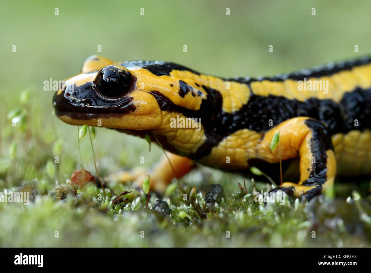 Salamandra pezzata (Salamandra salamandra) nelle Asturie, Spagna. Foto Stock