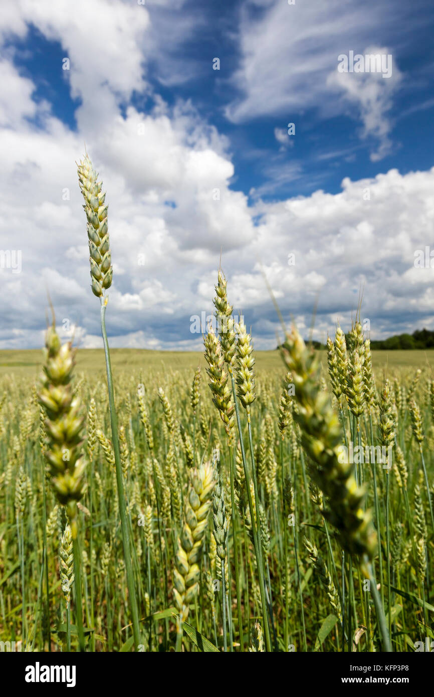 Inizio campo di grano Foto Stock
