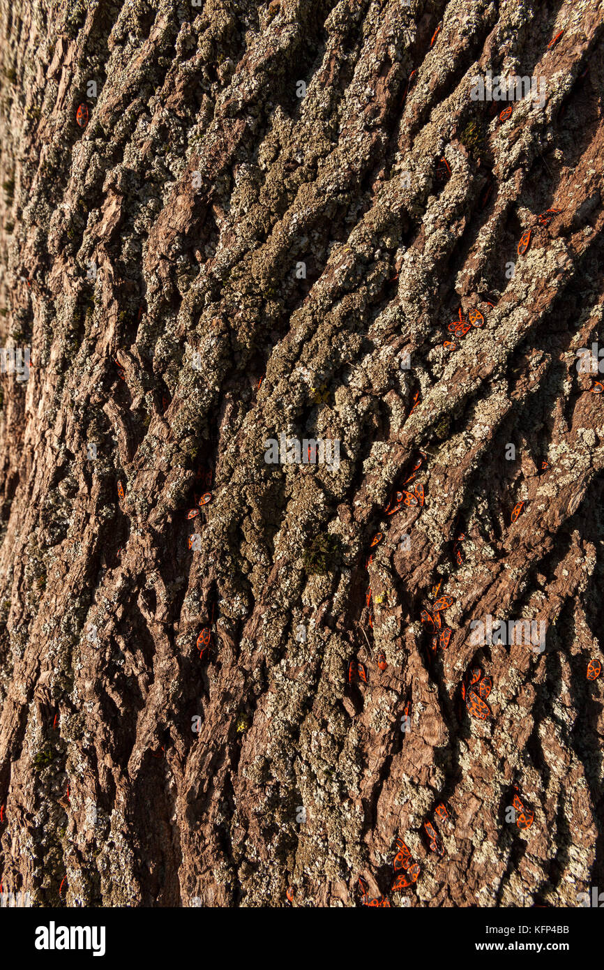Corteccia di albero e soldato bug Foto Stock
