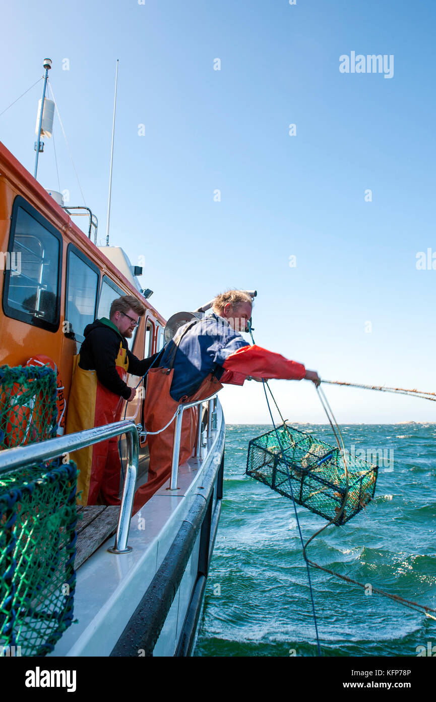 Langoustine pesca al largo il tempo isole dell'arcipelago di Bohuslän, Svezia occidentale. Foto Stock