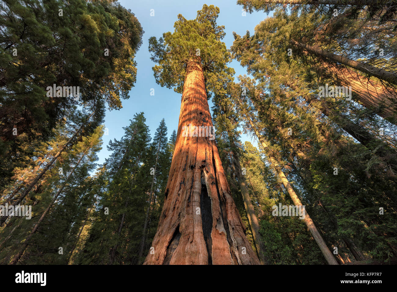 Redwood alberi di sequoia National Park, California. Foto Stock