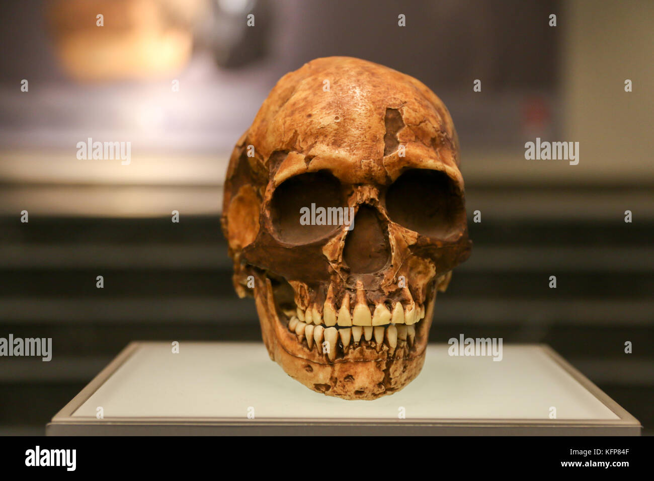 Cranio di età a un museo di stand. Foto Stock