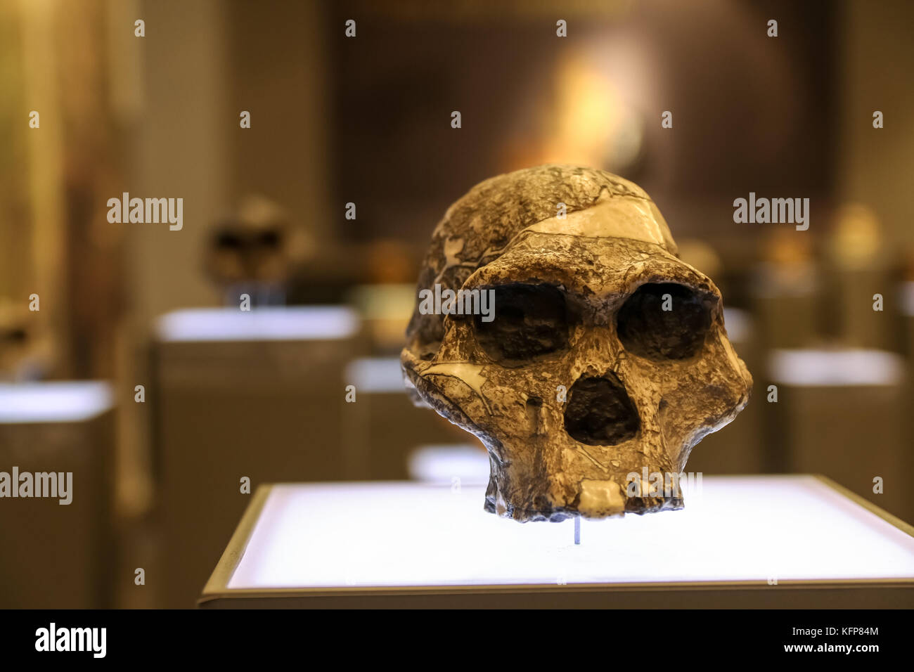 Cranio di età a un museo di stand. Foto Stock
